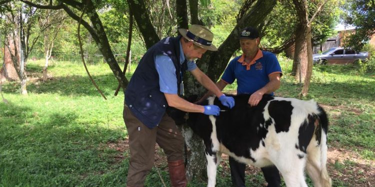 Dia do Veterinário: “cuidar dos animais e do bem-estar das pessoas”