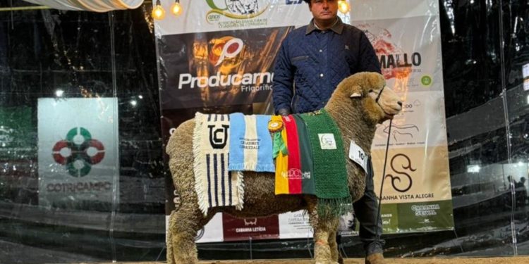 Venda de ovinos na Expointer soma R$ 977 mil e supera edição de 2023