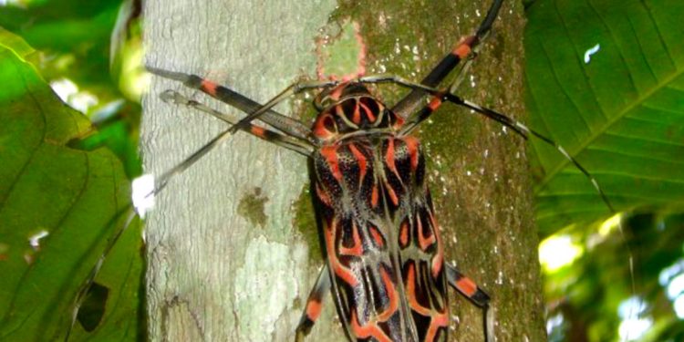 Encantos dos ambientes naturais chamaram atenção esta semana na URI