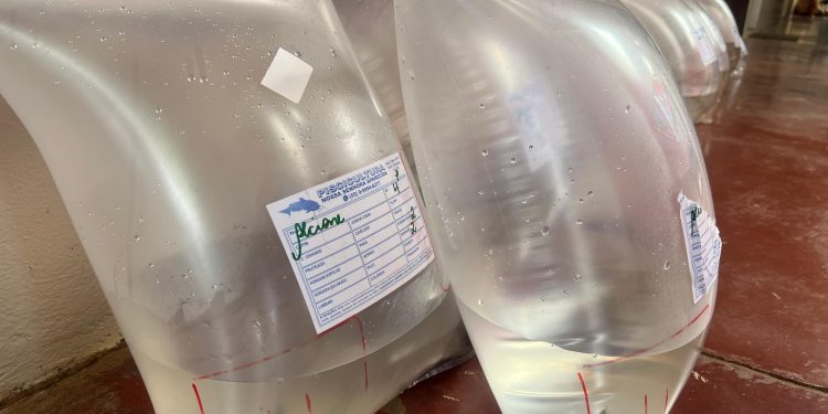 Agricultores podem fazer reserva e compra de peixes