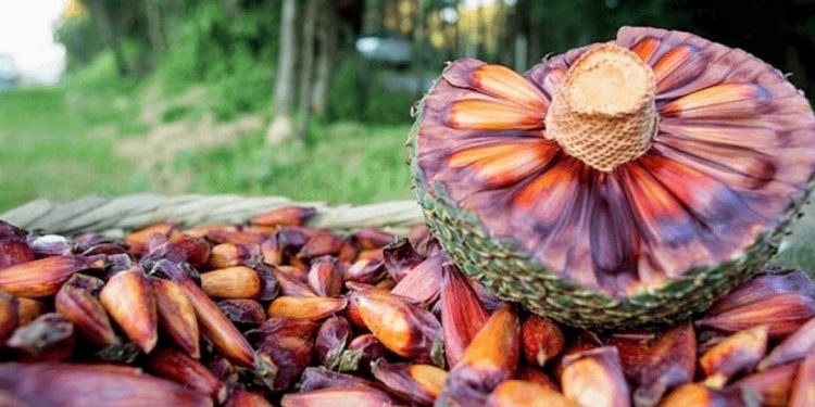 Colheita e venda do pinhão só são permitidas a partir de abril