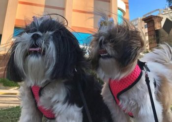 Coração de Quatro Patas