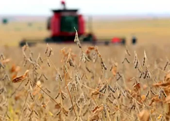 Colheita de soja e milho avança no RS, mas estiagem ainda impacta produtividade e qualidade dos grãos