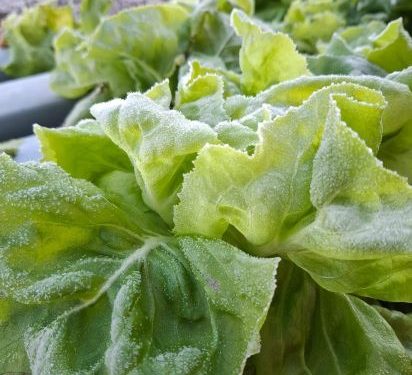 Chuvas e frio castigam produção agrícola e pecuária no RS e elevam alerta para perdas no campo