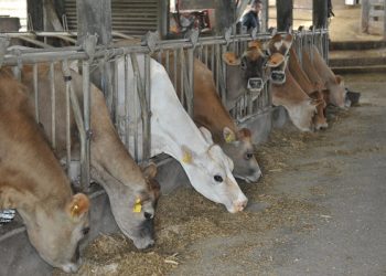Bovinocultura de leite: produtividade e qualidade impulsionam agricultura familiar no Estado 