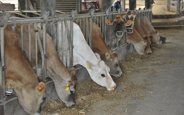 Bovinocultura de leite: produtividade e qualidade impulsionam agricultura familiar no Estado 