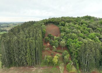 Brigada Militar constata crime contra a flora em Barão de Cotegipe