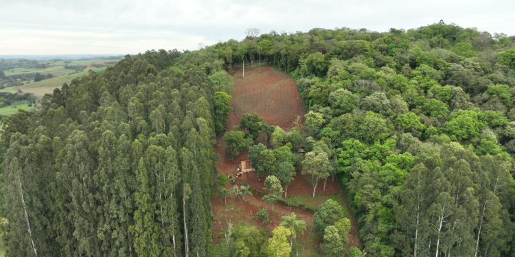 Brigada Militar constata crime contra a flora em Barão de Cotegipe