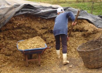 Milho silagem tem bom desenvolvimento no RS