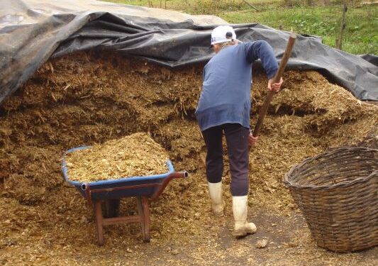 Milho silagem tem bom desenvolvimento no RS