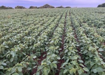 Maior parte as lavouras de soja estão em fase de enchimentos de grãos