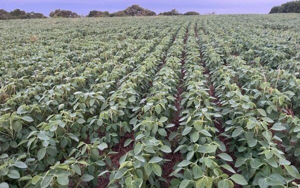 Maior parte as lavouras de soja estão em fase de enchimentos de grãos