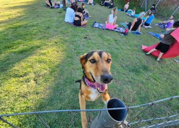 Diretoria de Bem-Estar Animal realiza mais de 11 mil serviços em quatro anos 