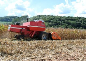 Colheita de milho chega a 90% no RS e produção se mantém próxima de 6 milhões de toneladas