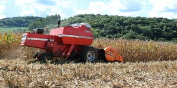 Colheita de milho chega a 90% no RS e produção se mantém próxima de 6 milhões de toneladas