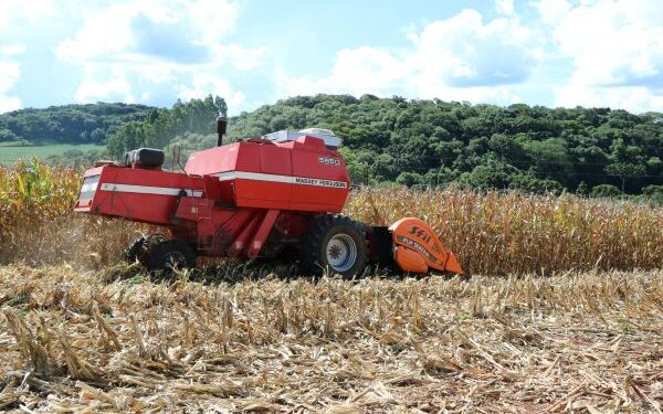 Colheita de milho chega a 90% no RS e produção se mantém próxima de 6 milhões de toneladas