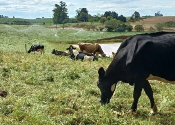 Produtores do RS já podem fazer a Declaração Anual de Rebanho 2026
