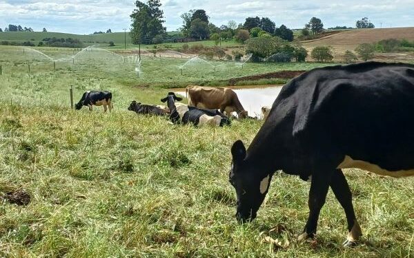 Produtores do RS já podem fazer a Declaração Anual de Rebanho 2026