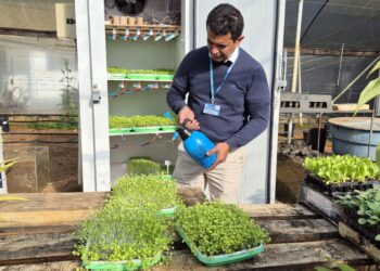 Curso de Agronomia da URI incentiva produção de microverdes
