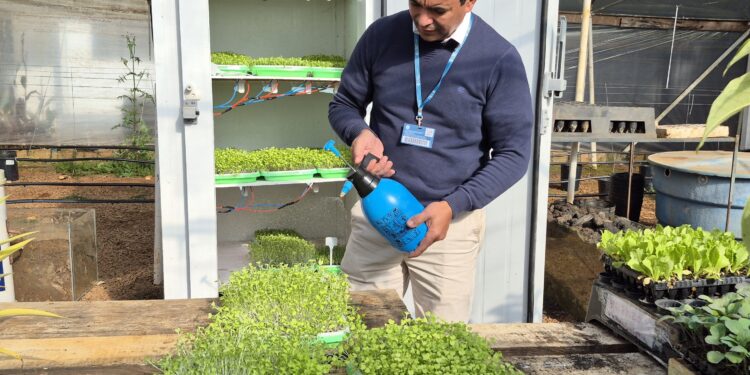 Curso de Agronomia da URI incentiva produção de microverdes