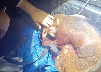 Brigada Militar atende ocorrência de maus-tratos a cães em Nonoai