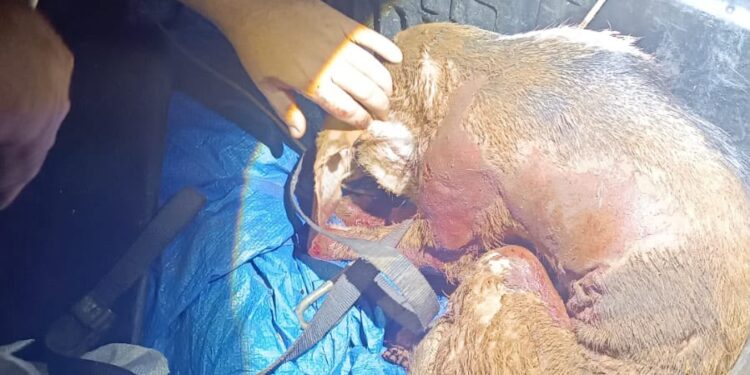 Brigada Militar atende ocorrência de maus-tratos a cães em Nonoai
