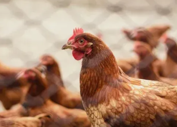 Novo foco de gripe aviária é identificado em município do Norte gaúcho