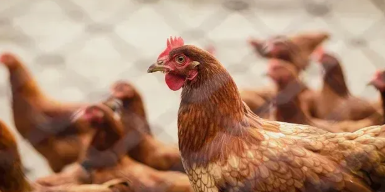 Novo foco de gripe aviária é identificado em município do Norte gaúcho