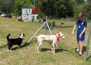 Feira de Adoção de Cães no próximo sábado busca novos lares para 12 animais resgatados em Erechim