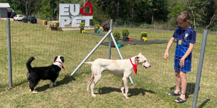 Feira de Adoção de Cães no próximo sábado busca novos lares para 12 animais resgatados em Erechim