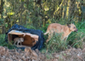 Secretaria de Meio Ambiente resgata cachorra e seis filhotes abandonados e reforça responsabilização por maus-tratos