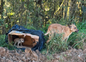 Secretaria de Meio Ambiente resgata cachorra e seis filhotes abandonados e reforça responsabilização por maus-tratos