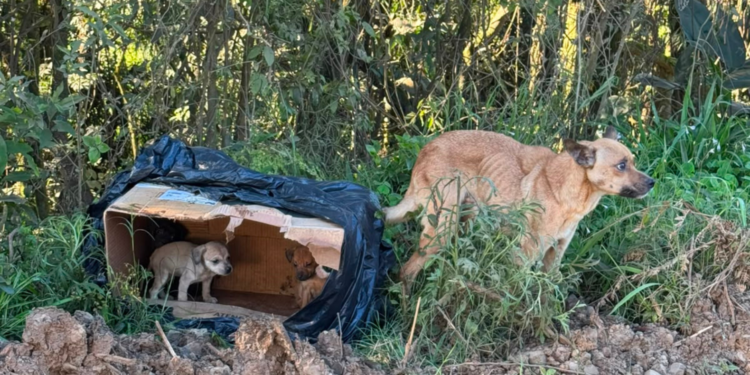 Secretaria de Meio Ambiente resgata cachorra e seis filhotes abandonados e reforça responsabilização por maus-tratos