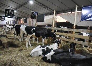 Fenagro amplia espaço para a pecuária e reúne genética, conhecimento e diferentes raças na Frinape 2026