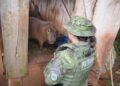 Capivara é resgatada de cativeiro ilegal em Getúlio Vargas