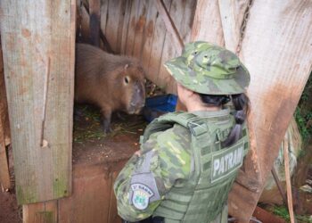 Capivara é resgatada de cativeiro ilegal em Getúlio Vargas