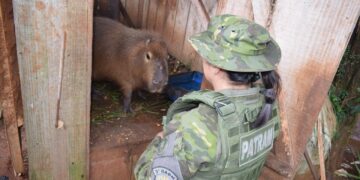 Capivara é resgatada de cativeiro ilegal em Getúlio Vargas