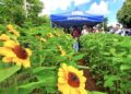 Assunto: Dia de campo em Nova Petrópolis vai mostrar potencial da floricultura para a agricultura familiar