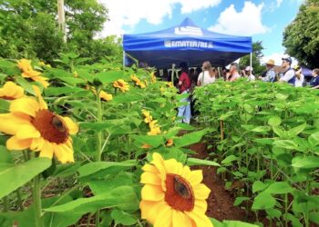 Assunto: Dia de campo em Nova Petrópolis vai mostrar potencial da floricultura para a agricultura familiar