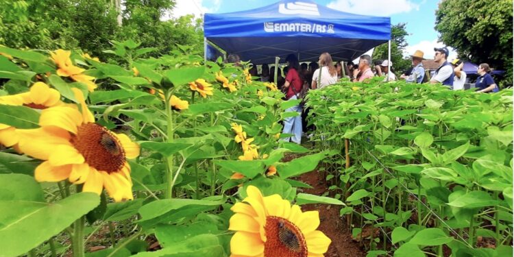 Assunto: Dia de campo em Nova Petrópolis vai mostrar potencial da floricultura para a agricultura familiar